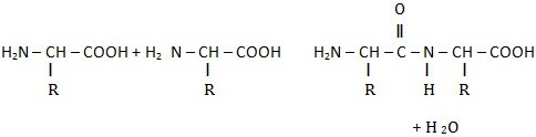 peptides bonds